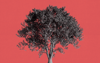 A black and white tree on a coral background.