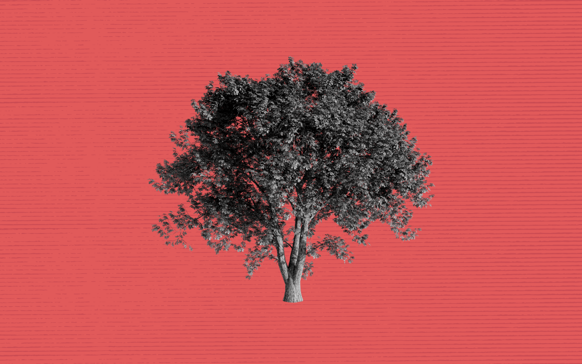 A black and white tree.
